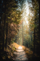 Finding Peace on a Path