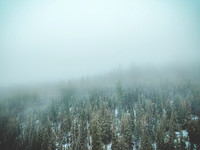 Chilling Trees