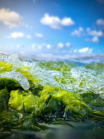 Hawaiian Wave